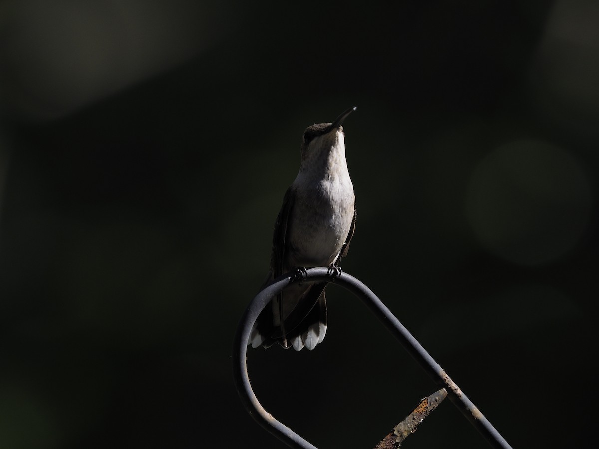 Ruby-throated Hummingbird - ML623985890