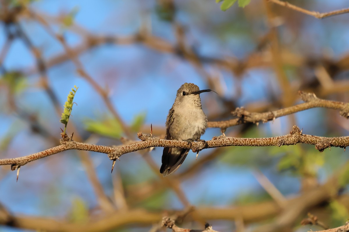 Costa's Hummingbird - ML623985916