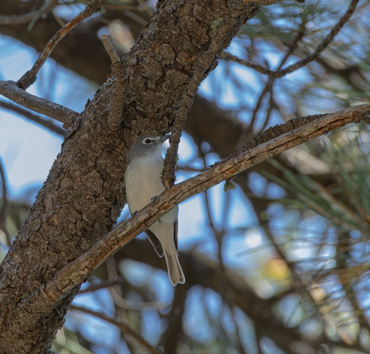 Plumbeous Vireo - ML623985941