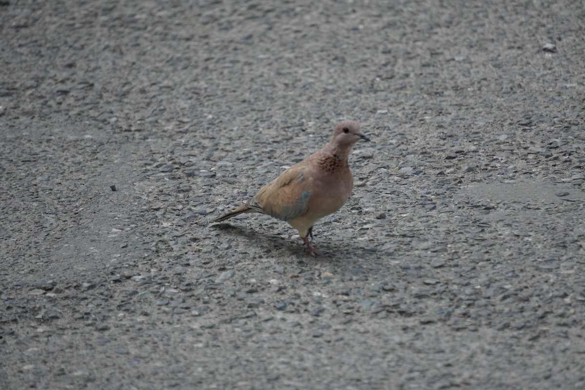 Laughing Dove - ML623985943