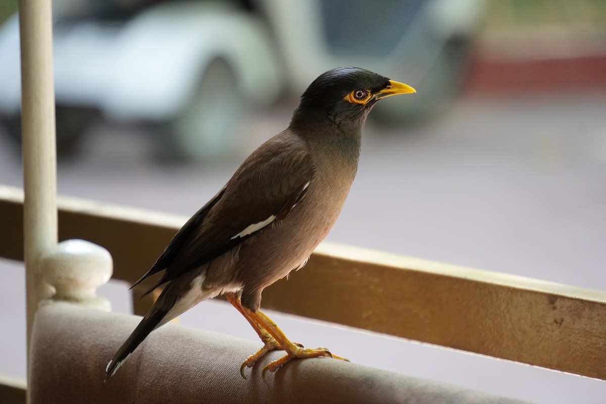 Common Myna - ML623985953