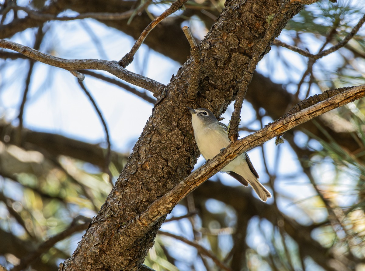 Plumbeous Vireo - ML623985954