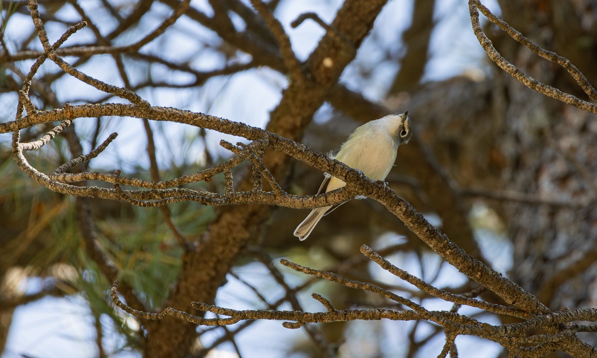 Plumbeous Vireo - ML623985961