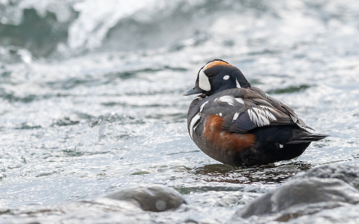 Harlequin Duck - ML623985979