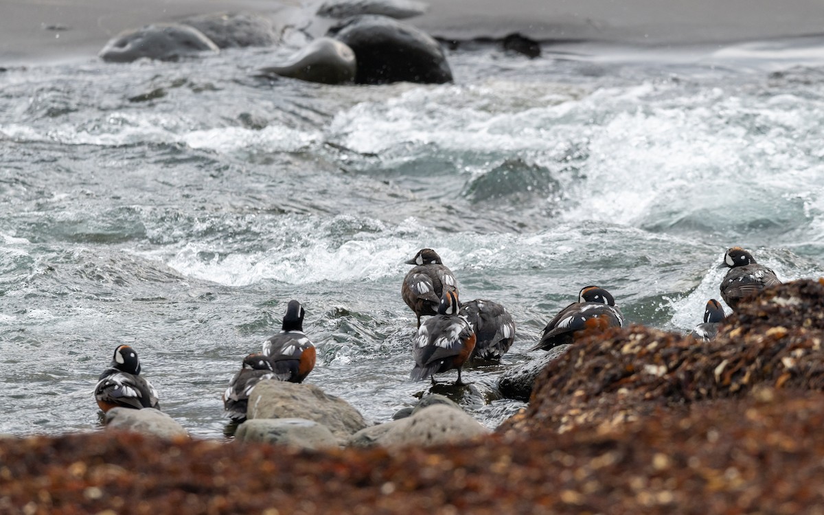 Harlequin Duck - ML623985980