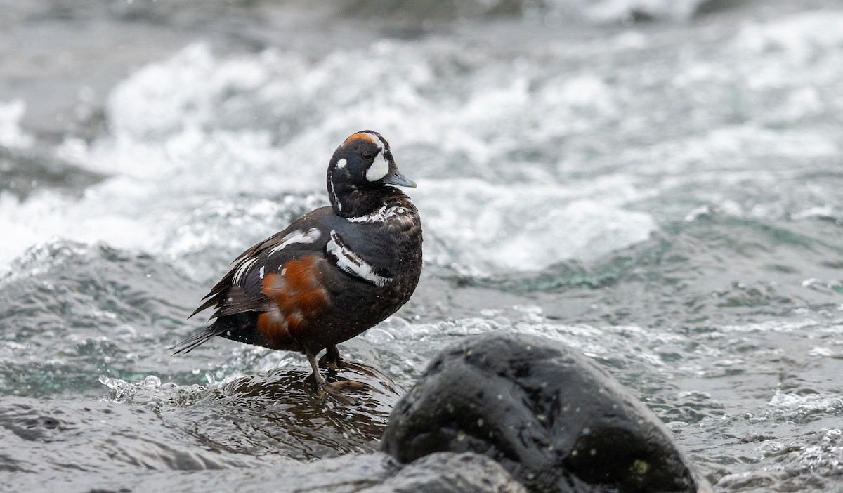 Harlequin Duck - ML623985987