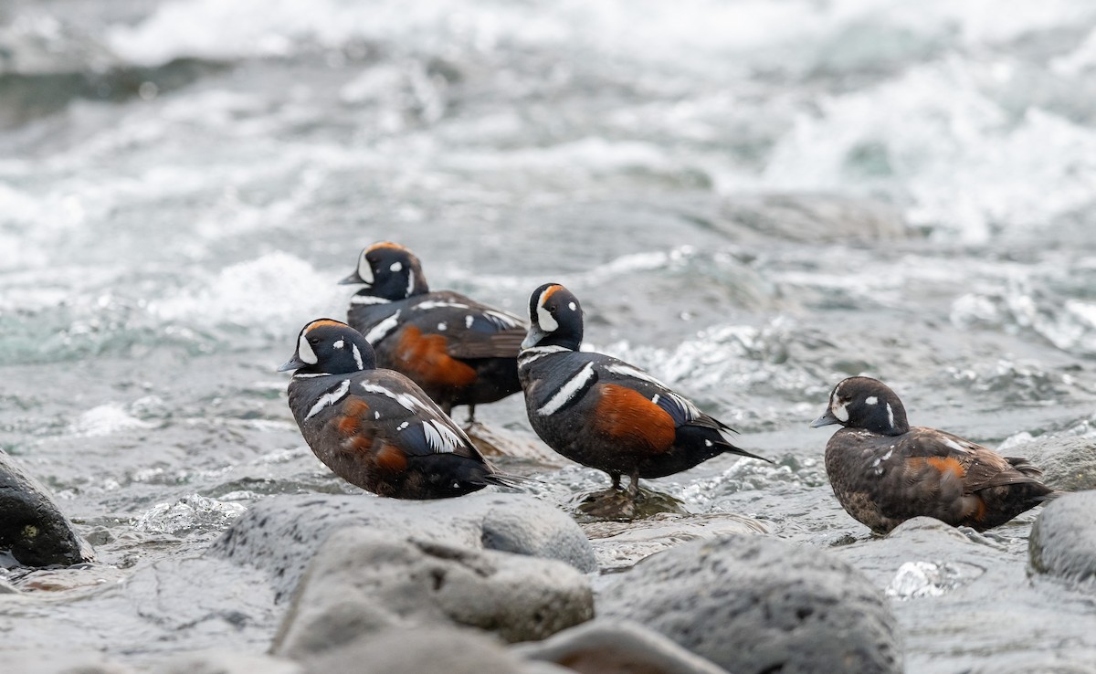 Harlequin Duck - ML623985988