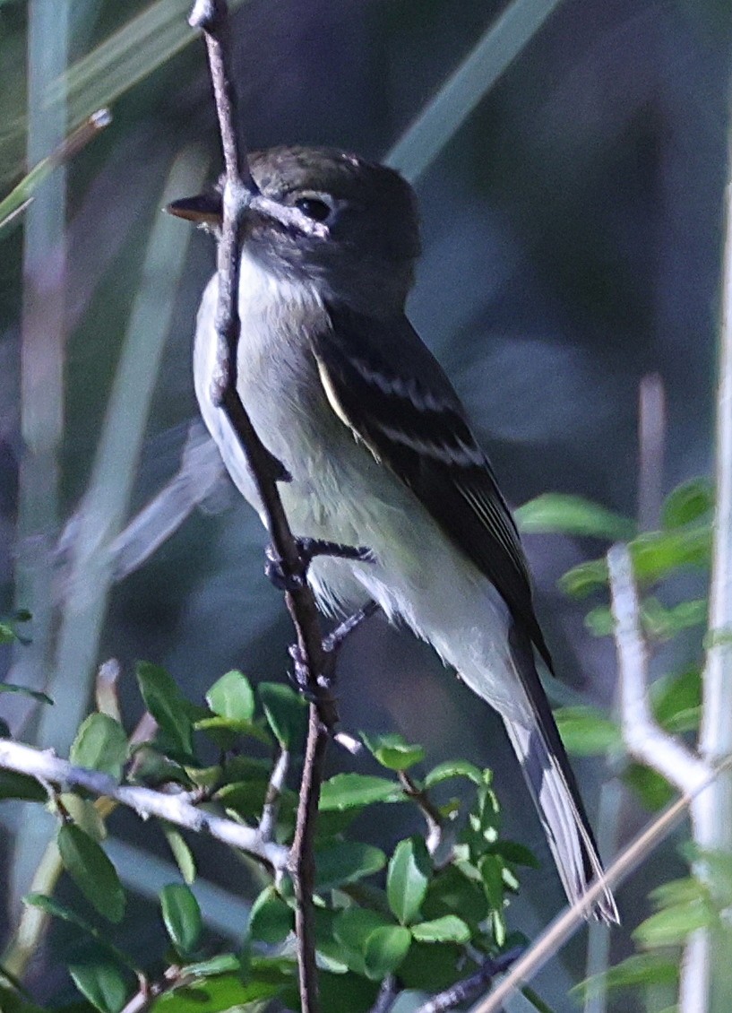 Least Flycatcher - ML623985995