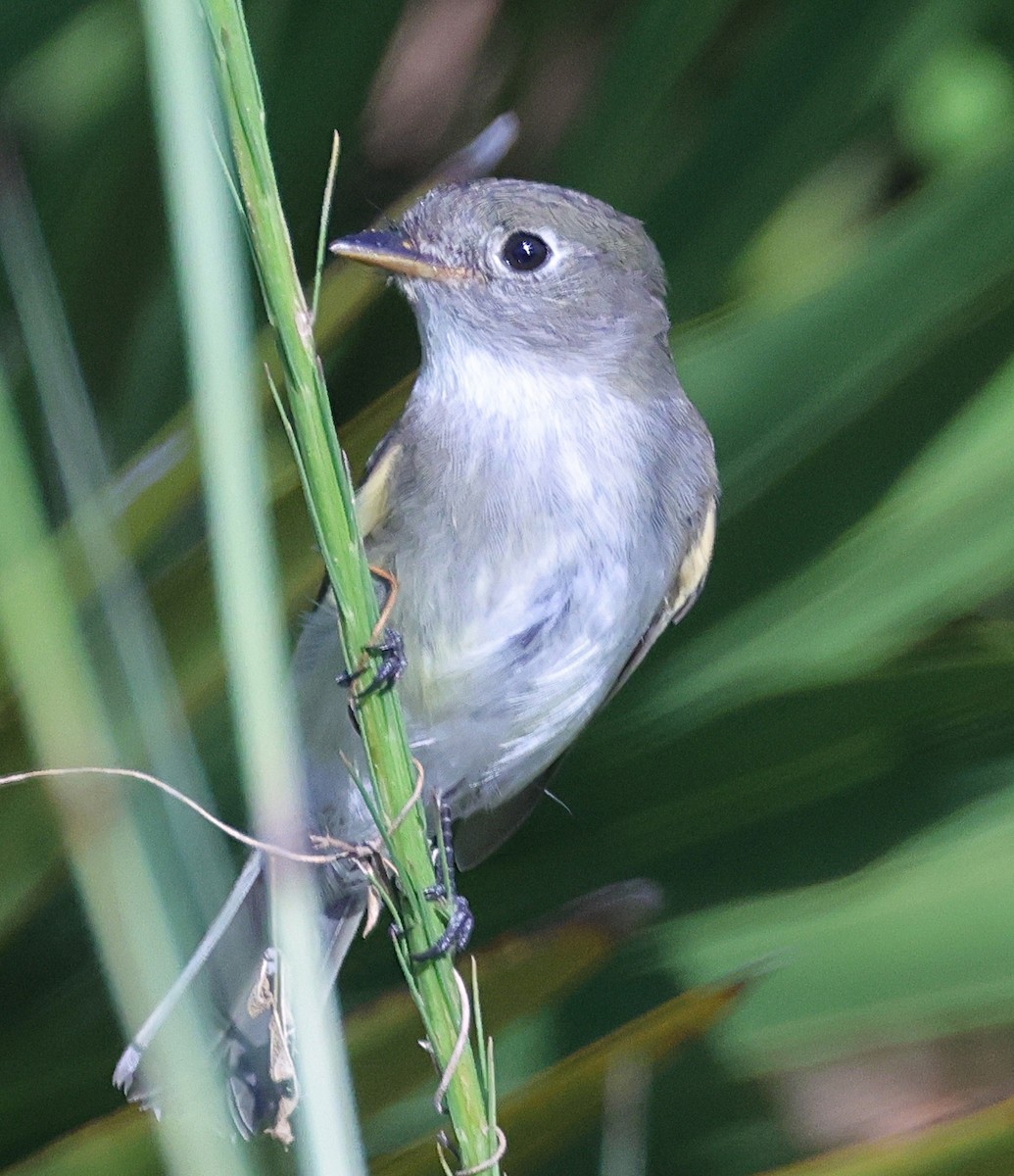 Least Flycatcher - ML623985996