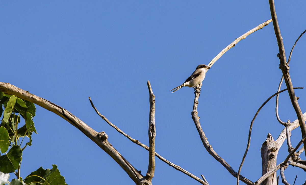 Loggerhead Shrike - ML623986038