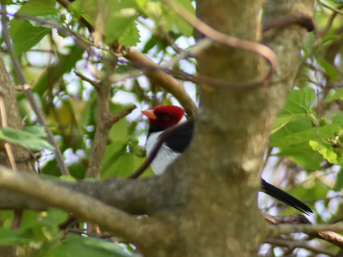 Yellow-billed Cardinal - ML623986040