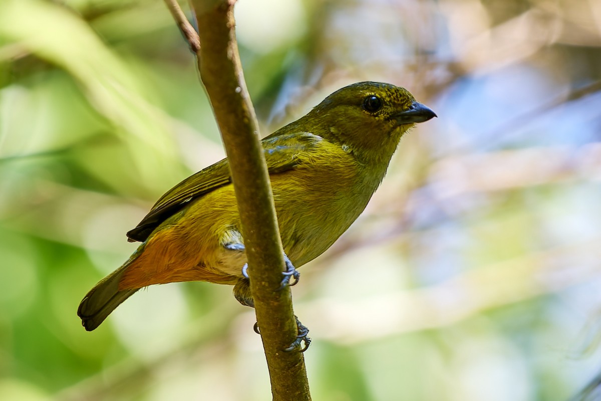 Rufous-bellied Euphonia - ML623986074