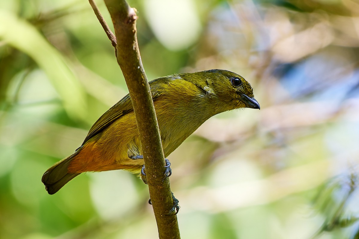 Rufous-bellied Euphonia - ML623986075