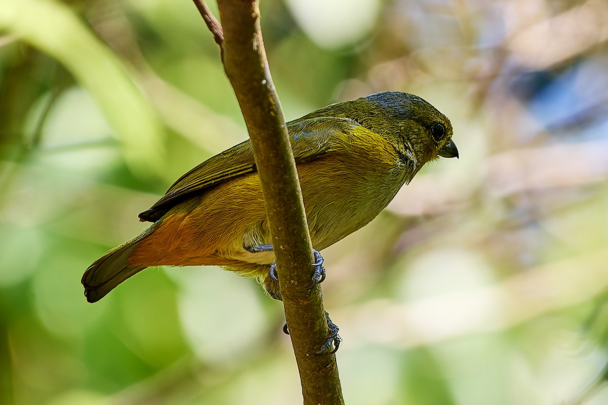 Rufous-bellied Euphonia - ML623986076