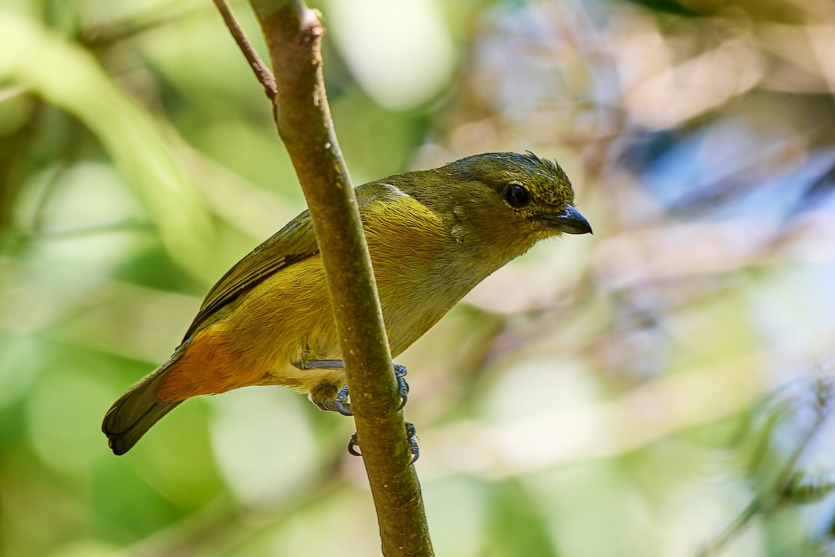 Rufous-bellied Euphonia - ML623986077