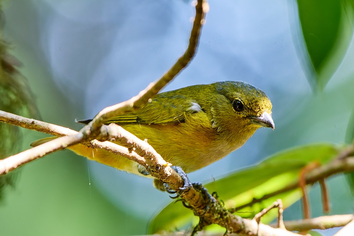 Rufous-bellied Euphonia - ML623986078