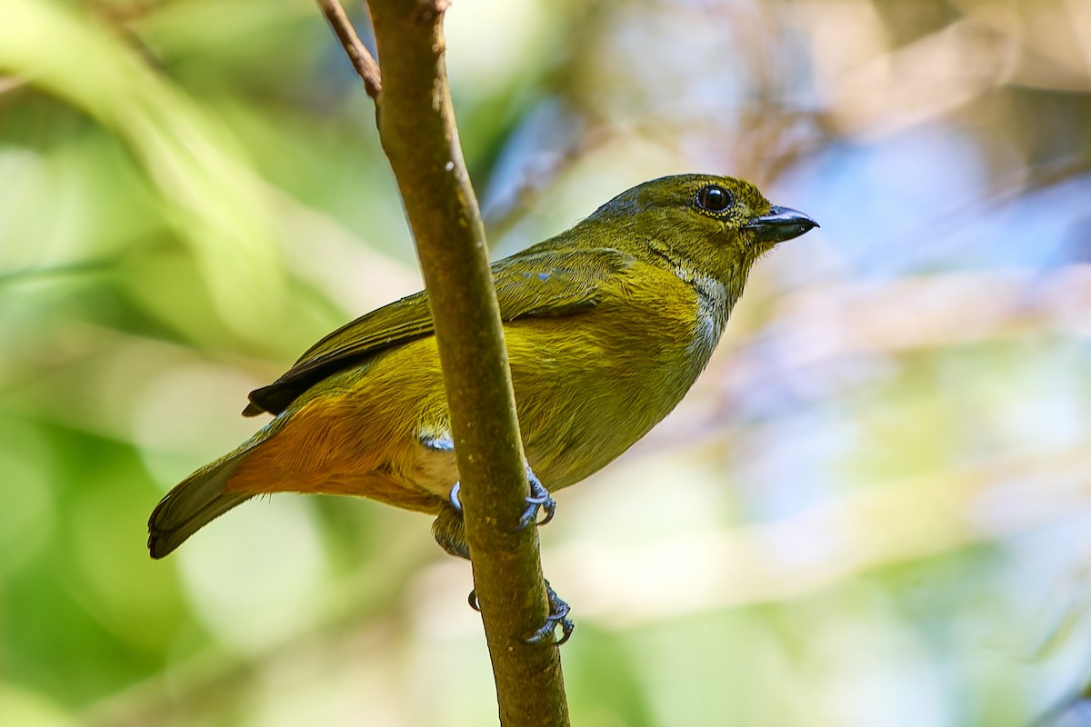 Rufous-bellied Euphonia - ML623986079