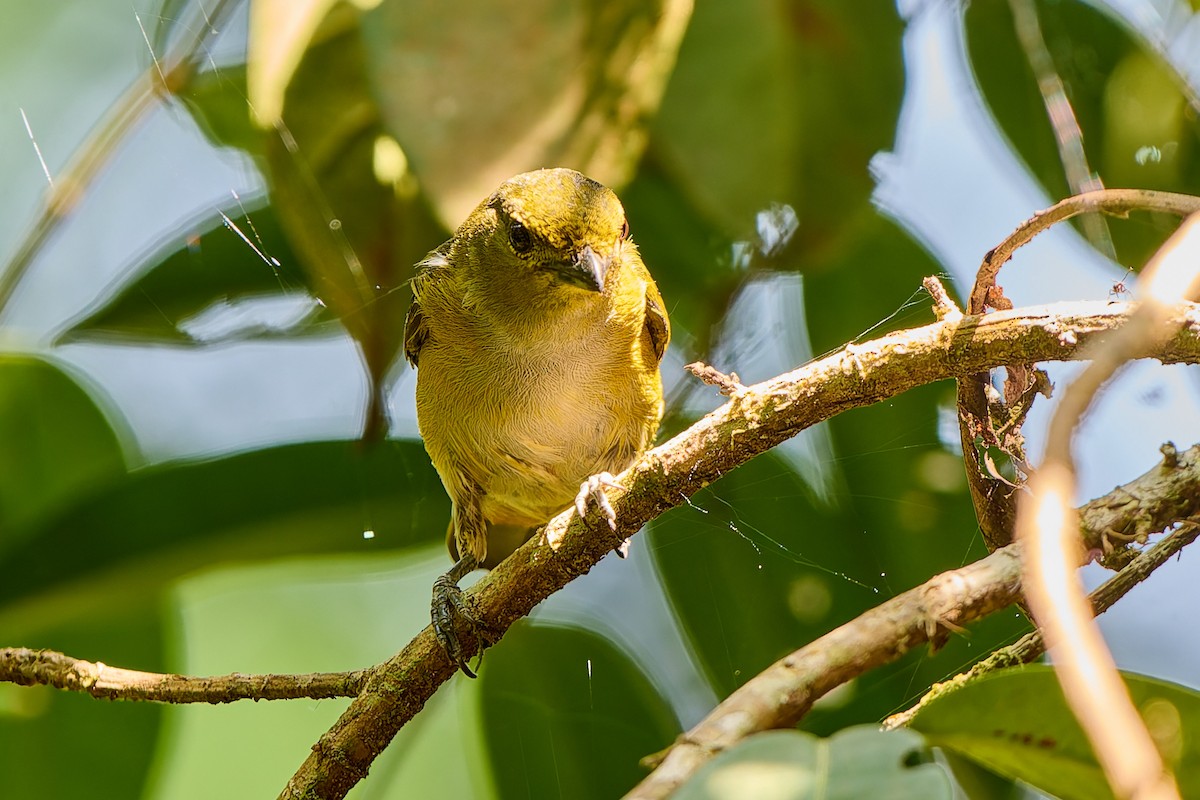 Rufous-bellied Euphonia - ML623986080