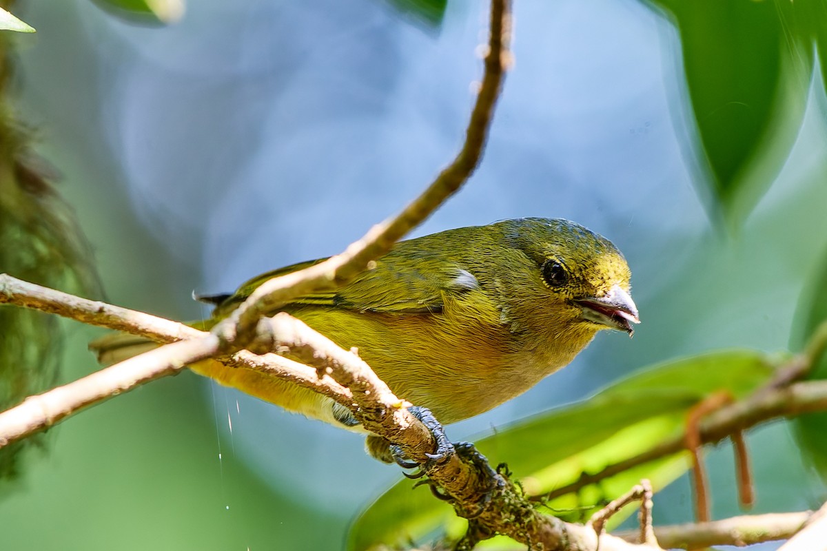 Rufous-bellied Euphonia - ML623986081