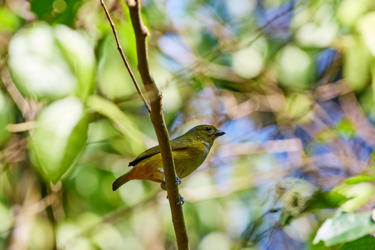 Rufous-bellied Euphonia - ML623986082