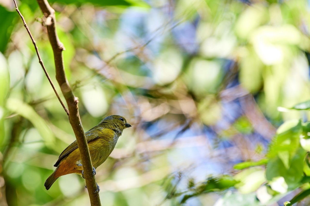 Rufous-bellied Euphonia - ML623986084