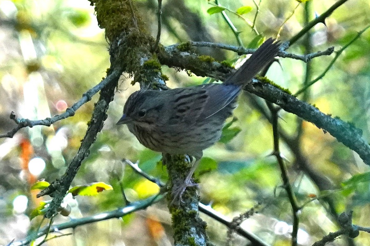 Lincoln's Sparrow - ML623986088