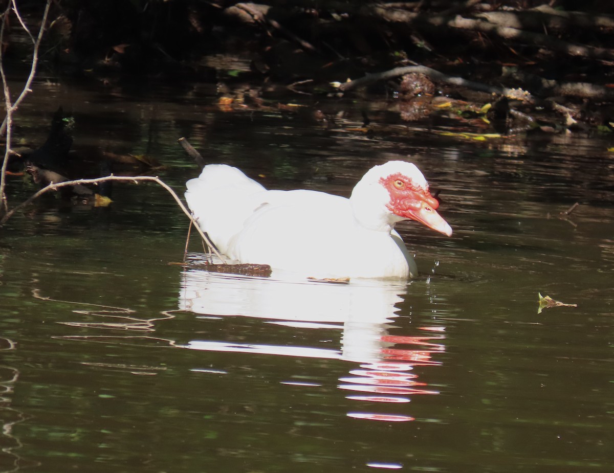 Muscovy Duck (Domestic type) - ML623986099