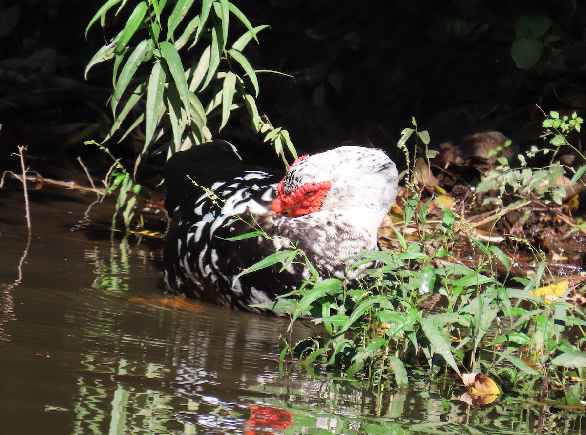 Muscovy Duck (Domestic type) - Michael Bowen