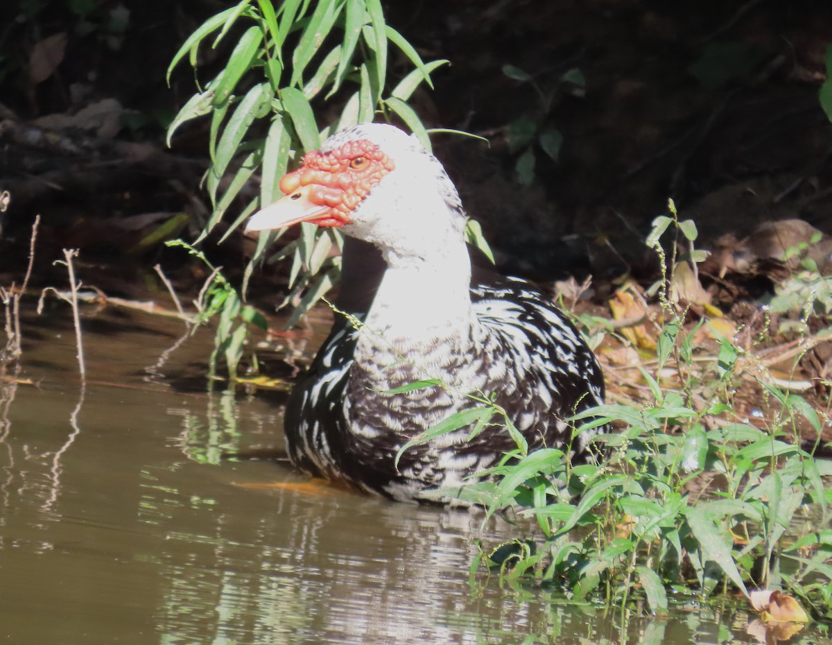 Muscovy Duck (Domestic type) - ML623986102