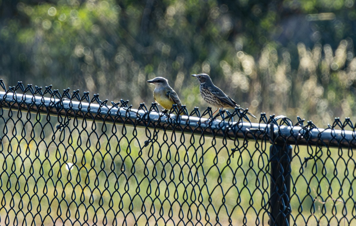 Sage Thrasher - ML623986111