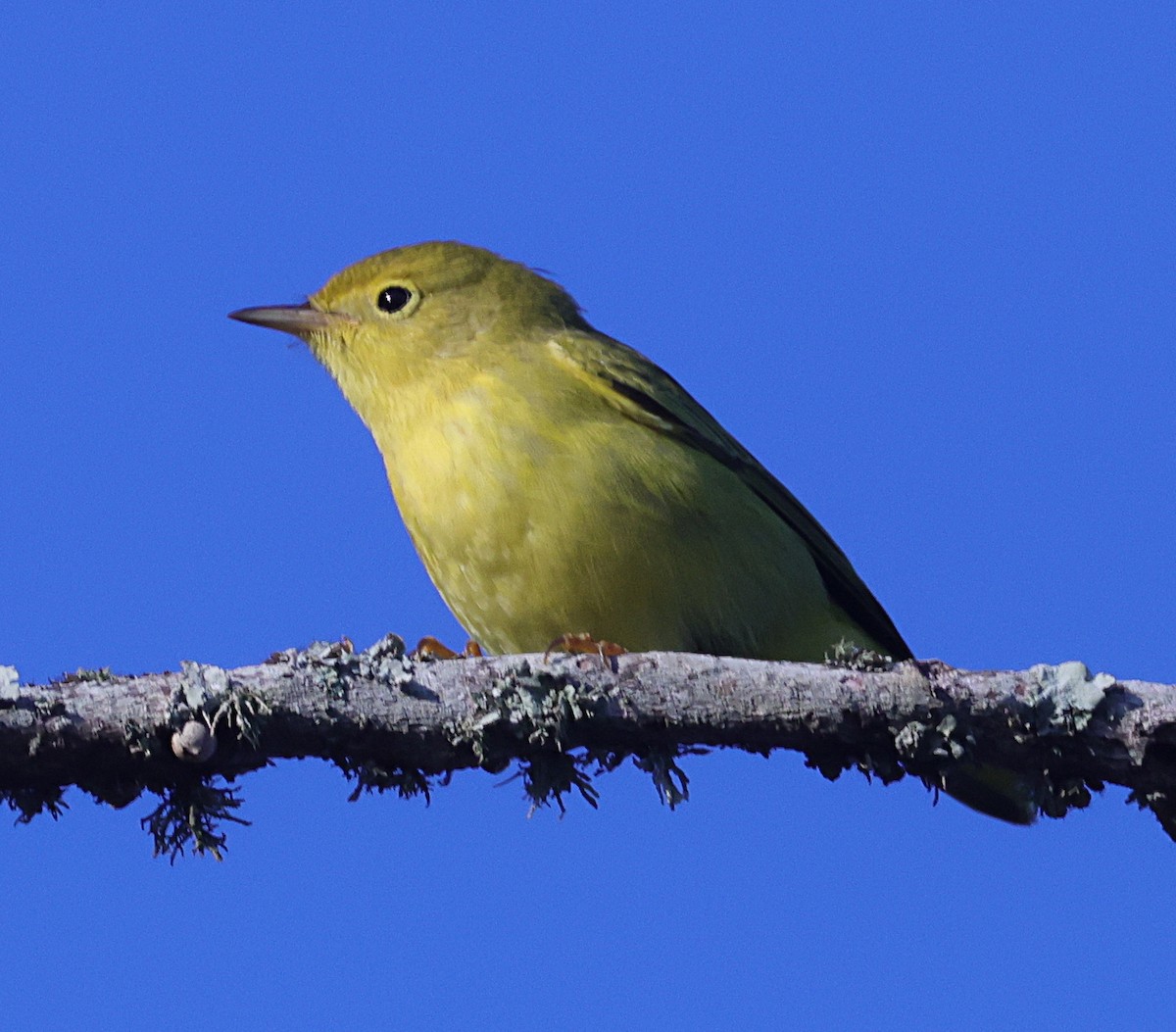 Yellow Warbler - ML623986132