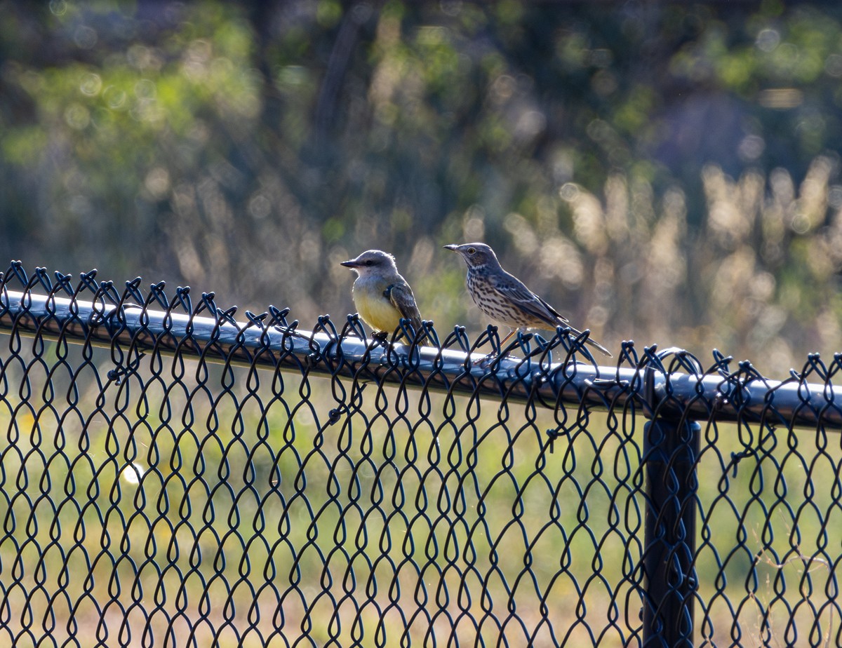 Western Kingbird - ML623986139