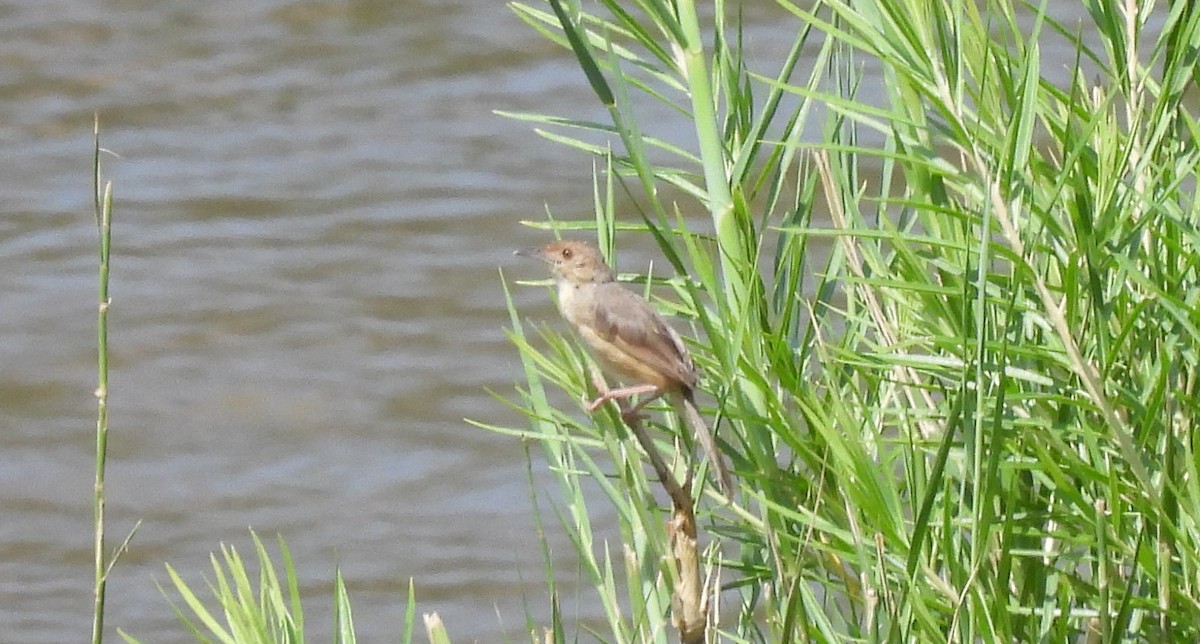 Red-faced Cisticola - ML623986185