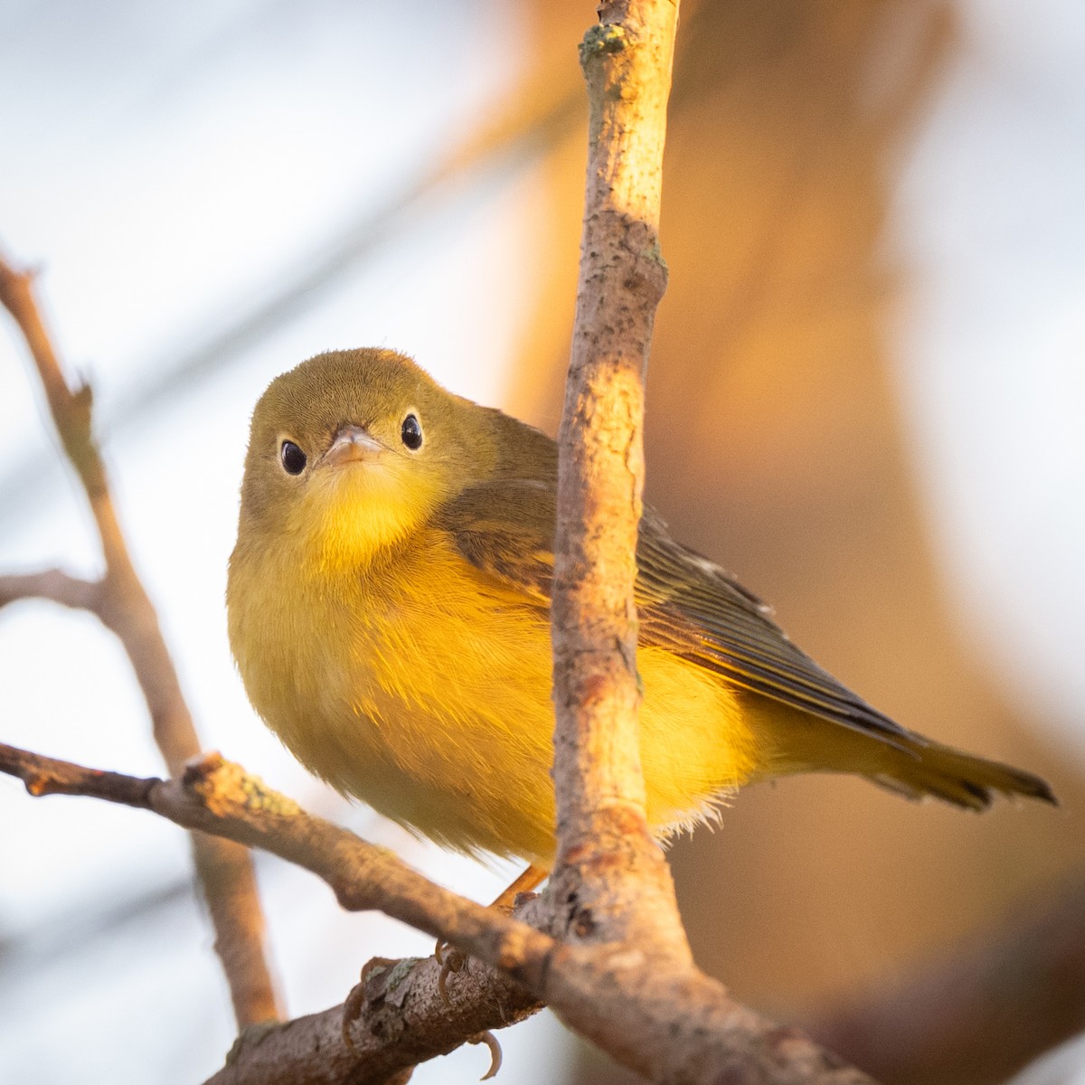 Northern Yellow Warbler - ML623986224