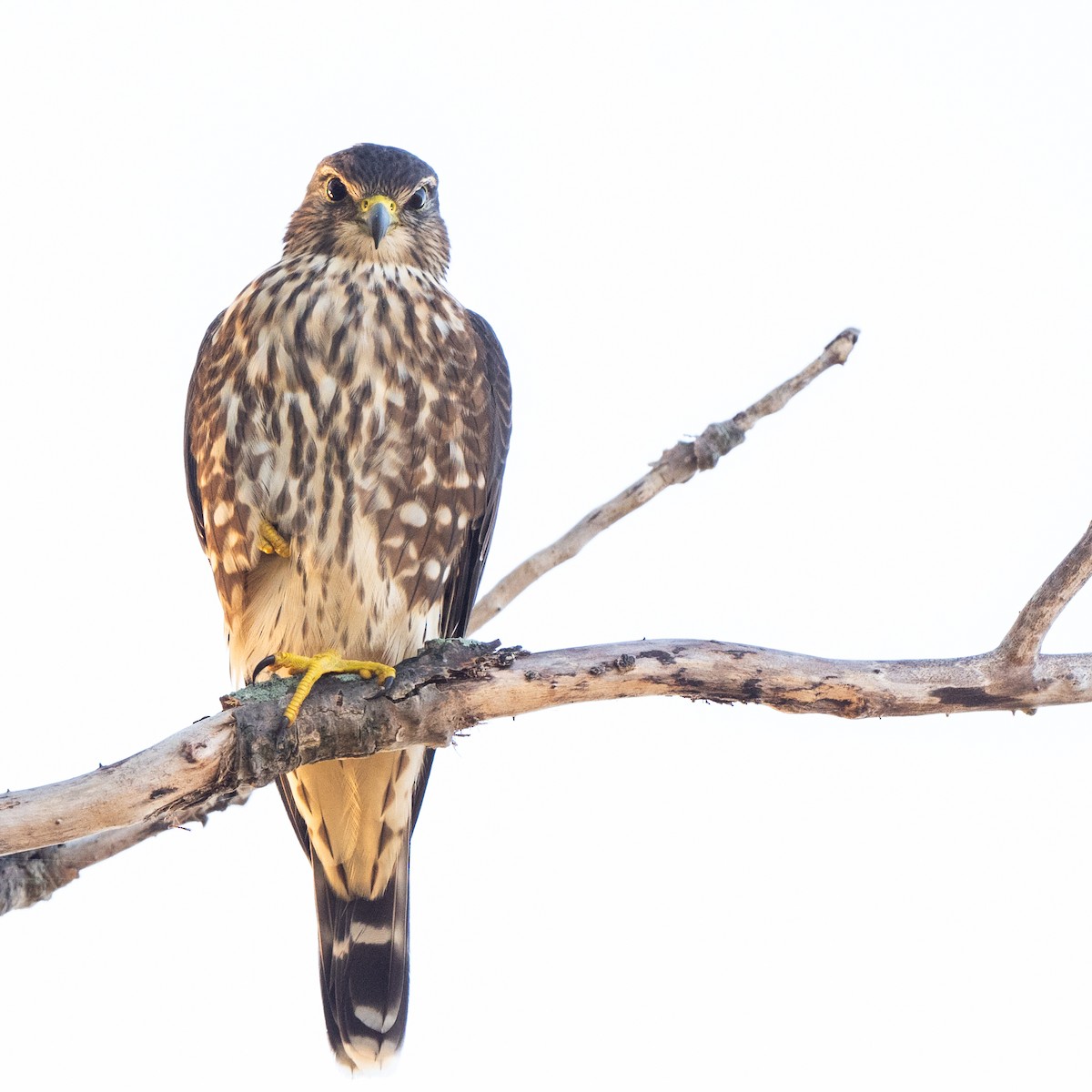 Smeriglio - ML623986232