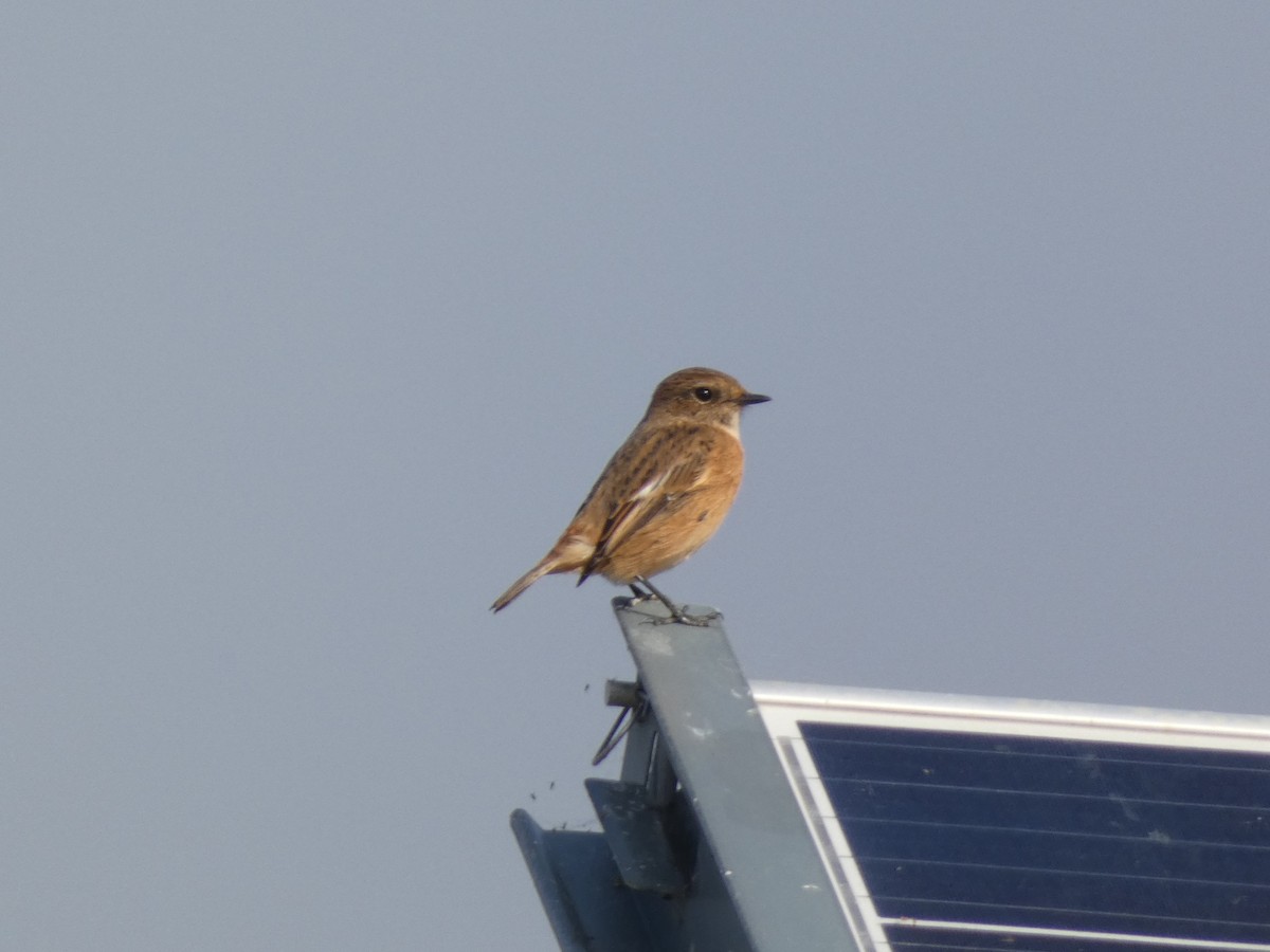 European Stonechat - ML623986244