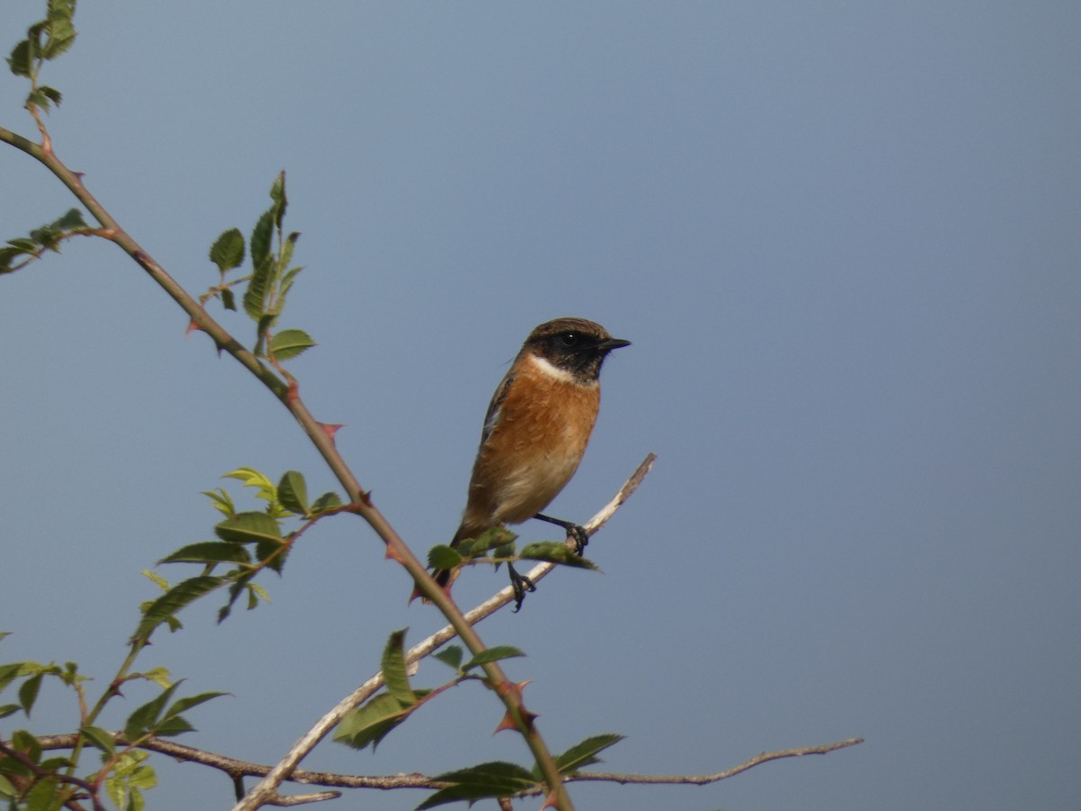 European Stonechat - ML623986248