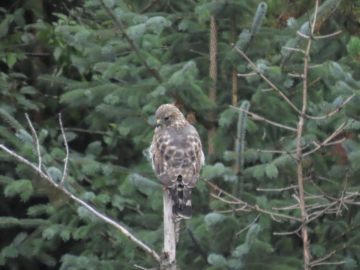 Broad-winged Hawk - Eileen LeFrancois