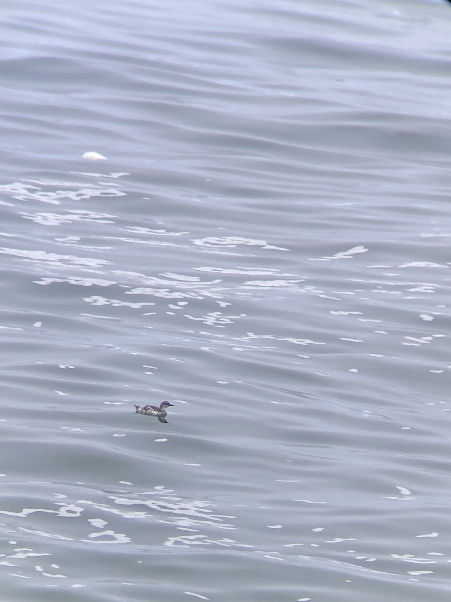 Pigeon Guillemot - ML623986280