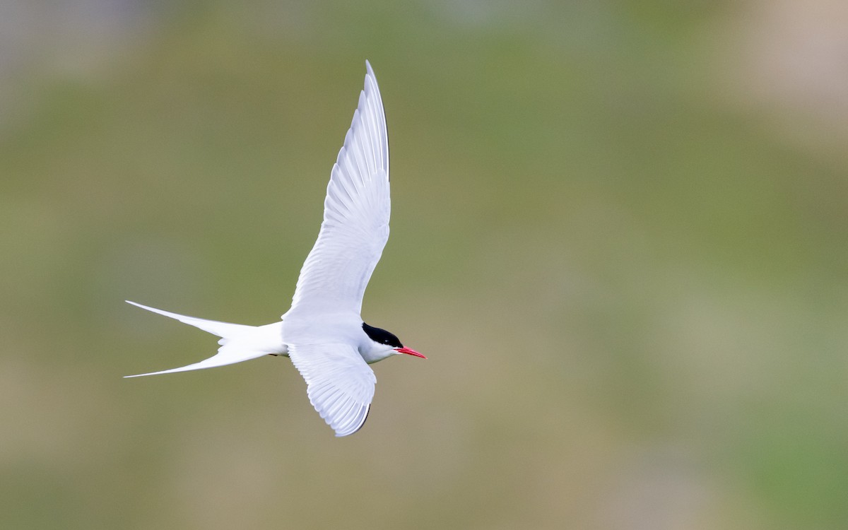 Arctic Tern - ML623986344