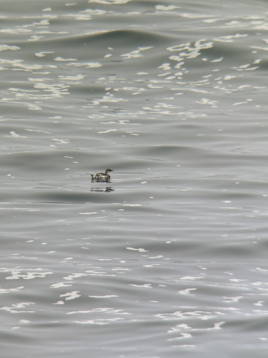 Pigeon Guillemot - ML623986347