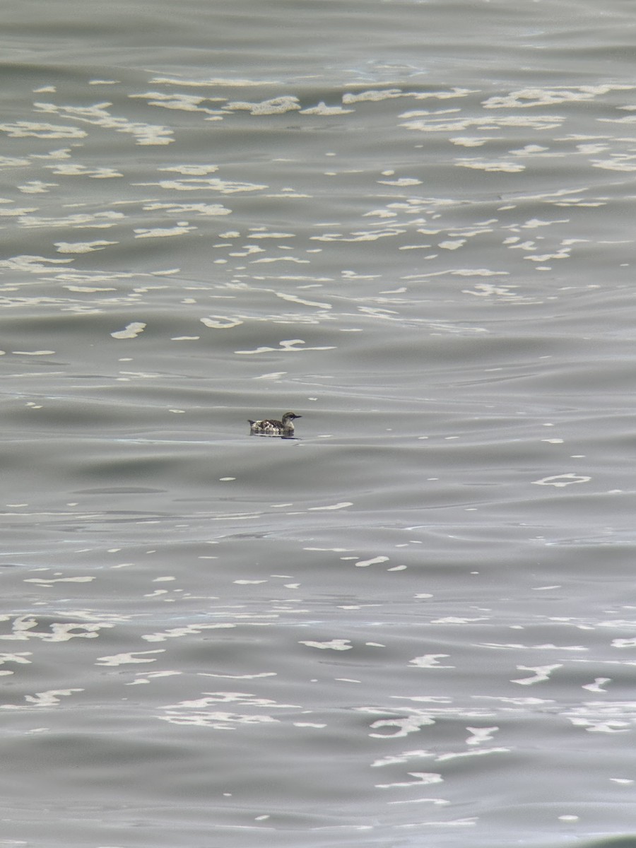 Pigeon Guillemot - ML623986348