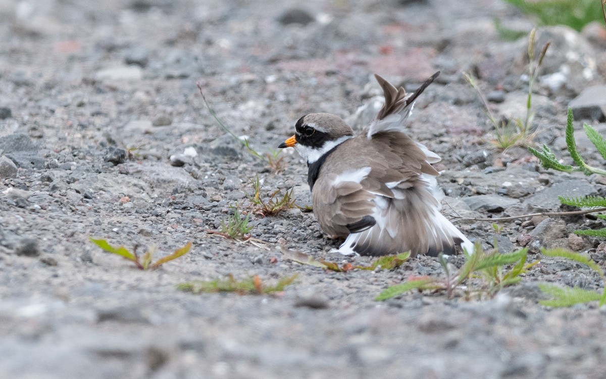 Common Ringed Plover - ML623986355