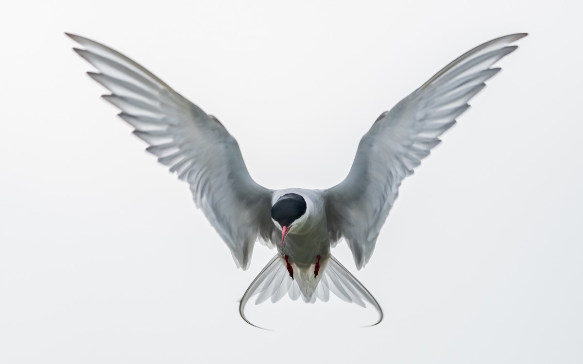 Arctic Tern - Serge Horellou