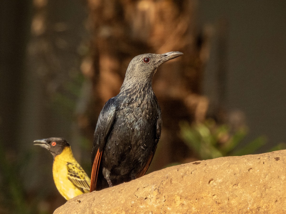 Red-winged Starling - ML623986386