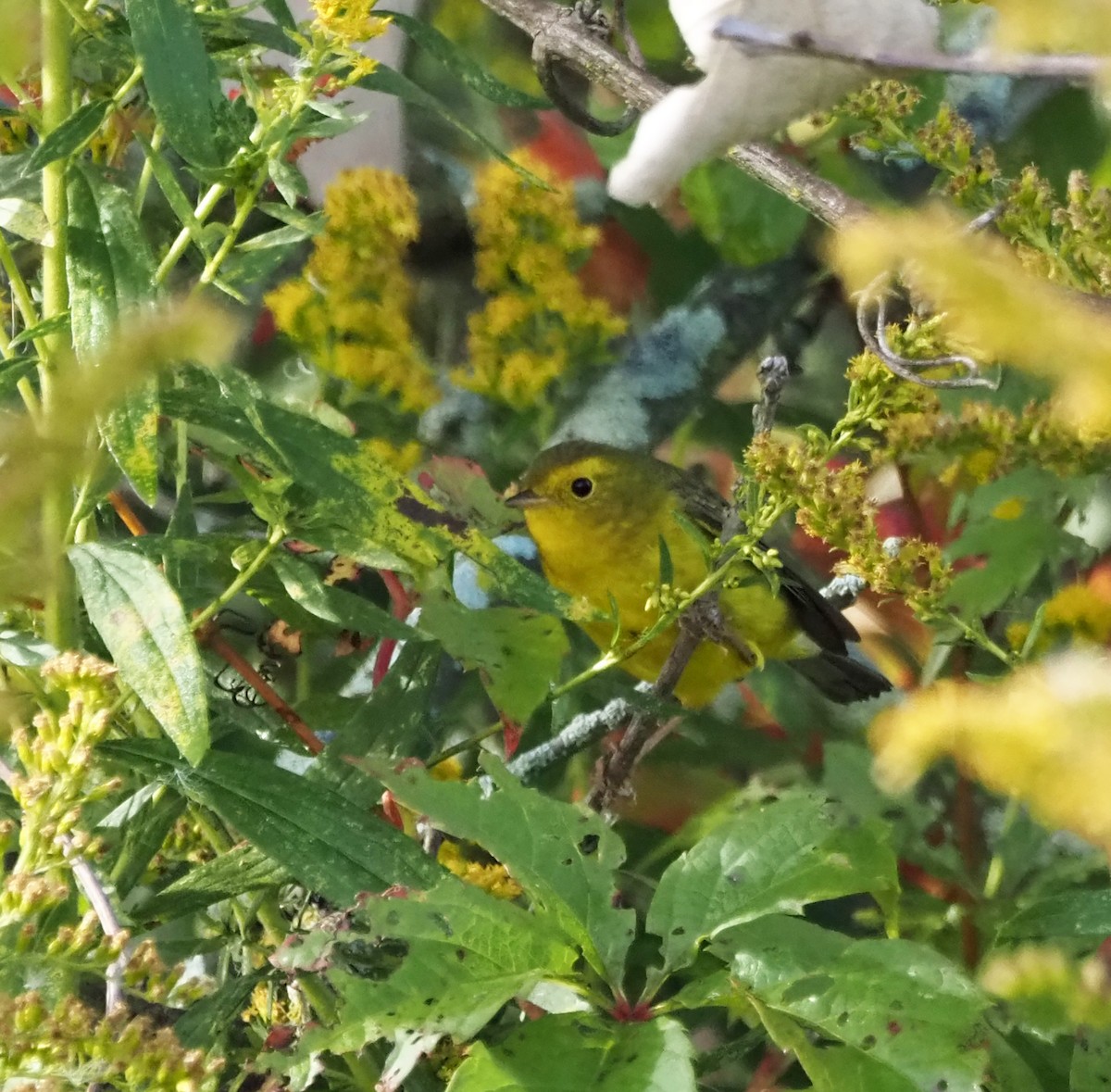 Wilson's Warbler - Wendy Conrad