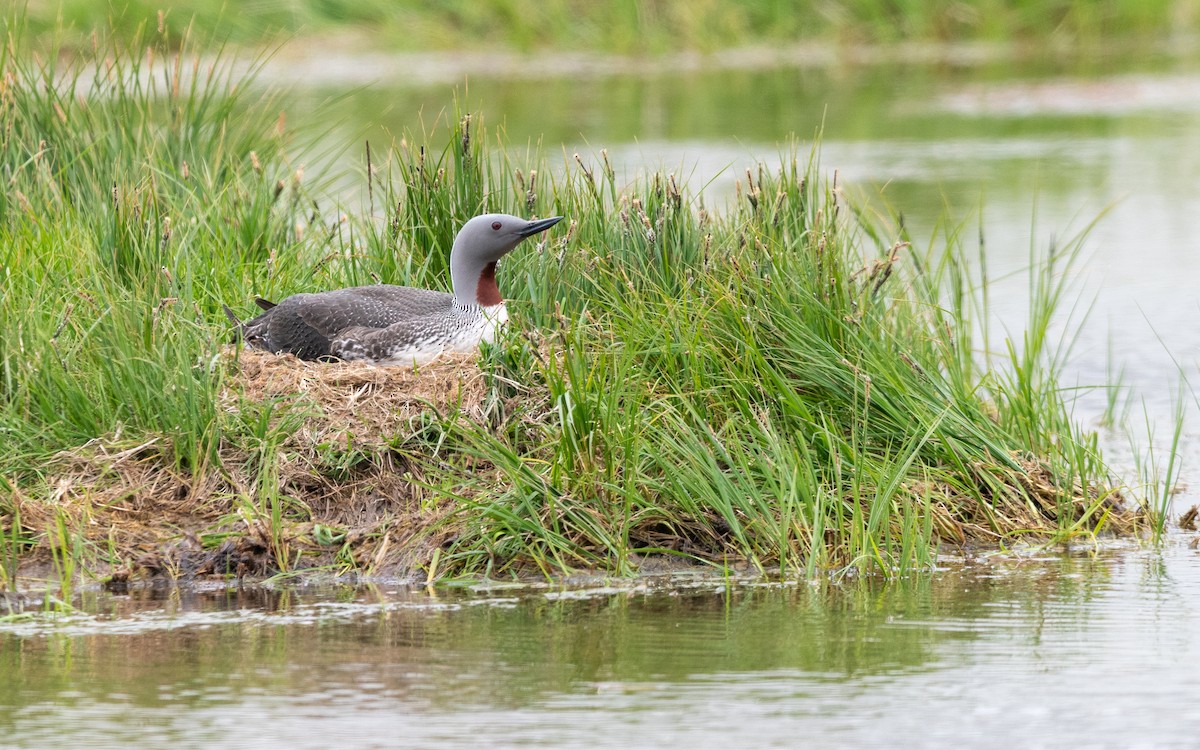 Red-throated Loon - ML623986390