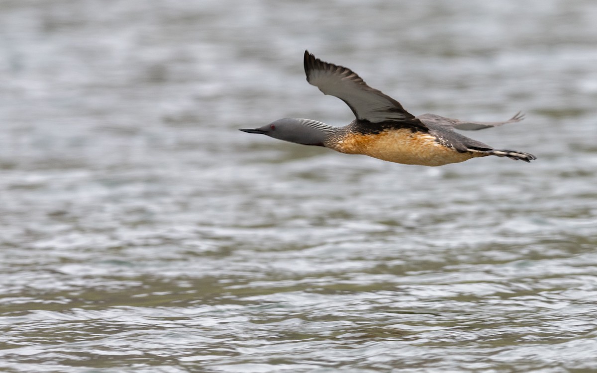 Red-throated Loon - ML623986391