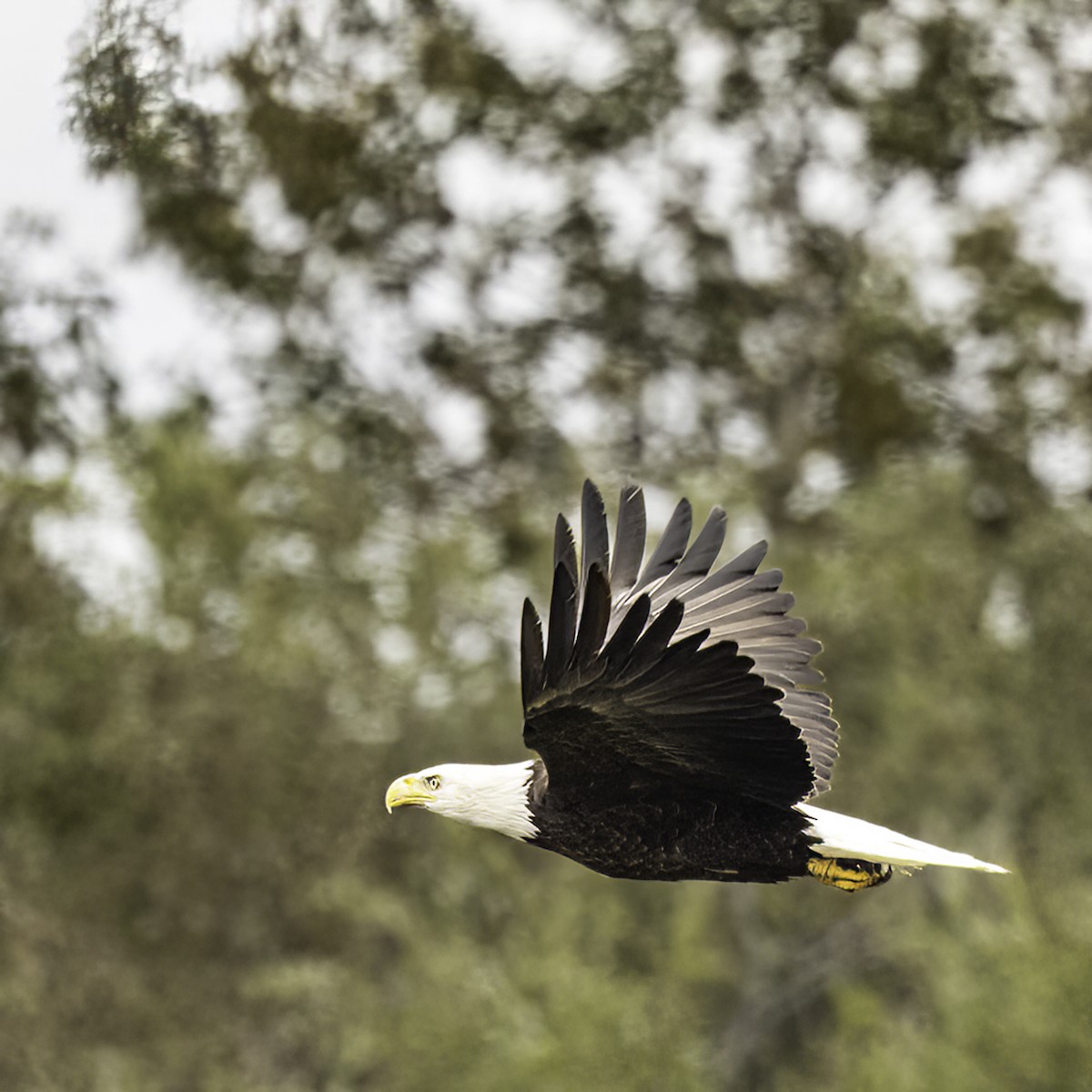 Bald Eagle - William Rideout