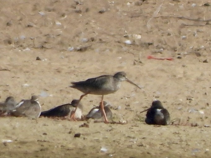 Common Redshank - ML623986422